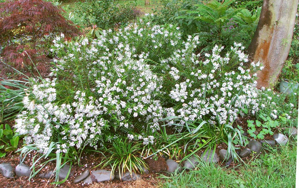  Pretty white flowers. 