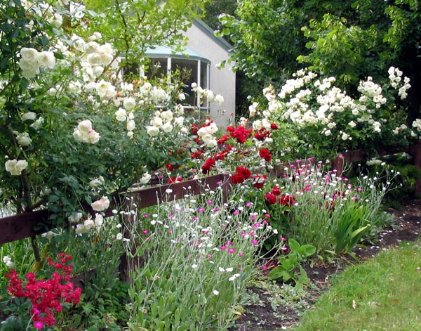  Dublin Bay and Iceberg roses. 