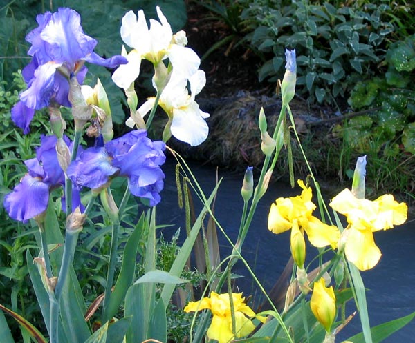  Flowering at the back of the glass-house by the water race. 