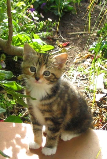 tabby  kitten