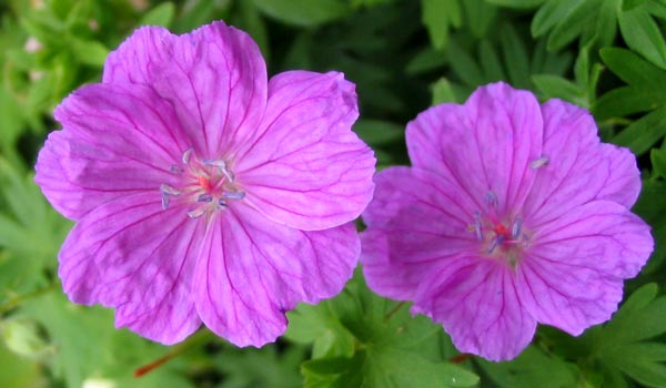  This geranium grows beneath the Mary roses in the house bay window garden. 