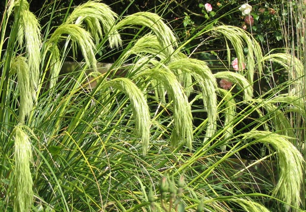  The lime green feathery plumes appear in late spring. 