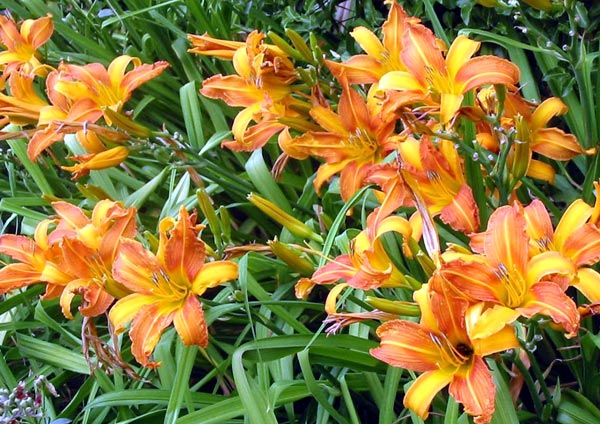 orange daylilies