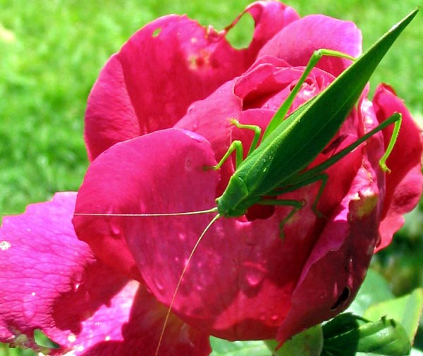  The most fragrant rose in my garden. 