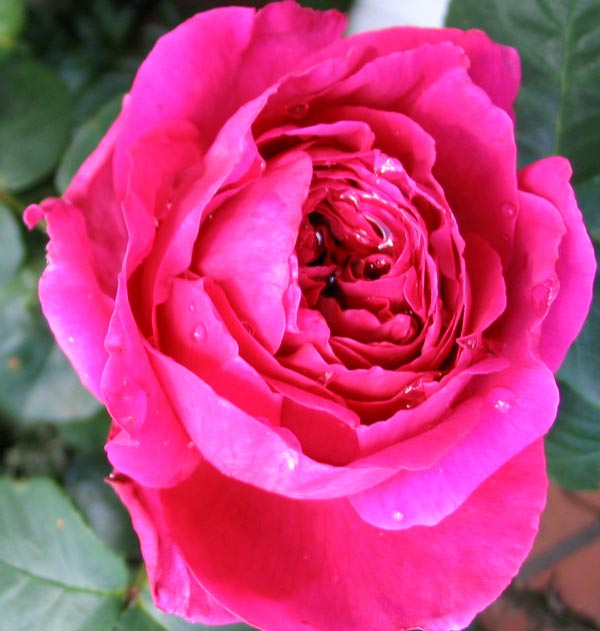  A David Austin English rose. 
