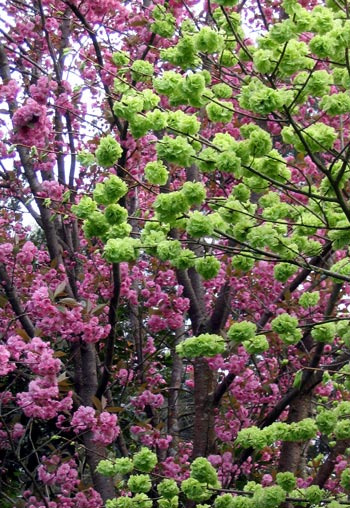  One of my lovely pink flowering cherries. 