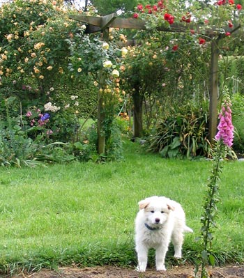  A red border collie, the rose Crepuscule, and an unknown red climber. 