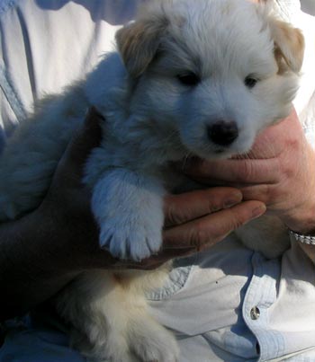  Three to four weeks old. 