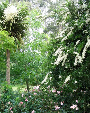  Flowering up high, with the rose Clair Matin underneath. 