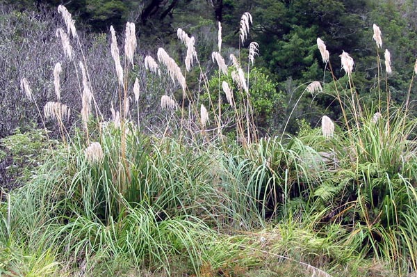  New Zealand bush near Rotorua. 