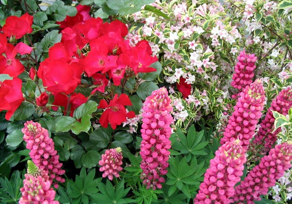  The rugosa rose Robusta with lupins. 