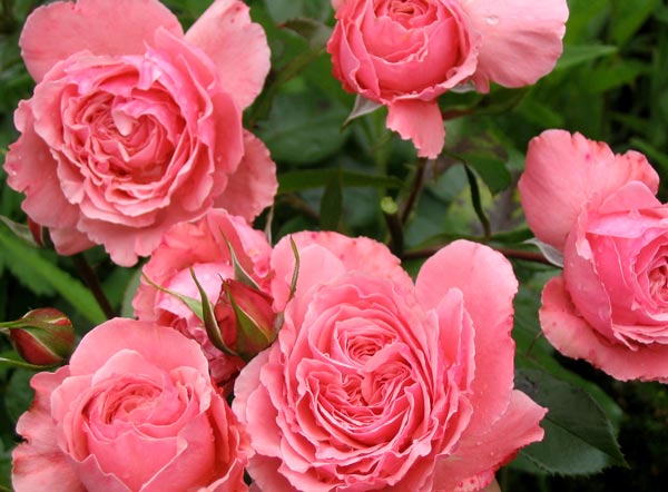 Beautiful Images Of Roses. Silly name - eautiful rose.