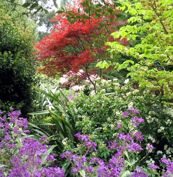  Honesty fills in the spaces underneath the Maple and Elm trees. 