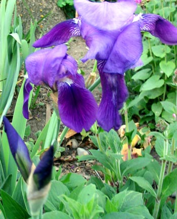  The beginning of the blue-ness in the Moosey garden. 