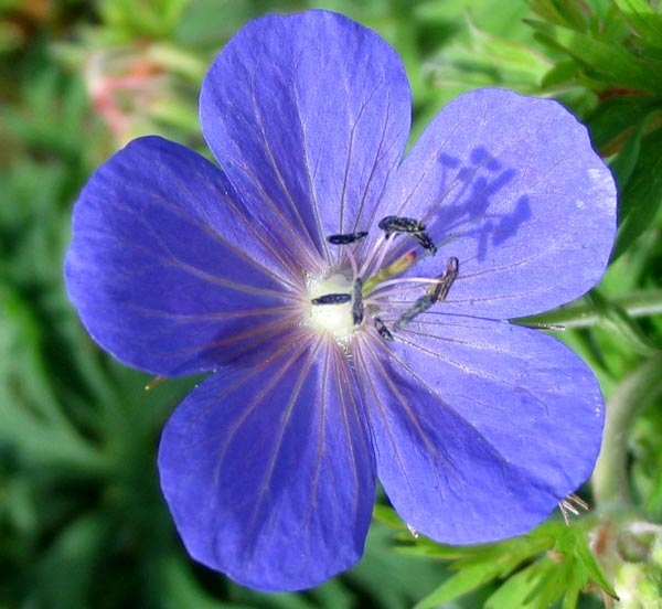  This geranium self seeds everywhere. 