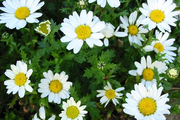  These daisies self-seed every spring and every autumn. 