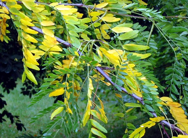  Locust tree with its bright yellow Autumn leaves. 