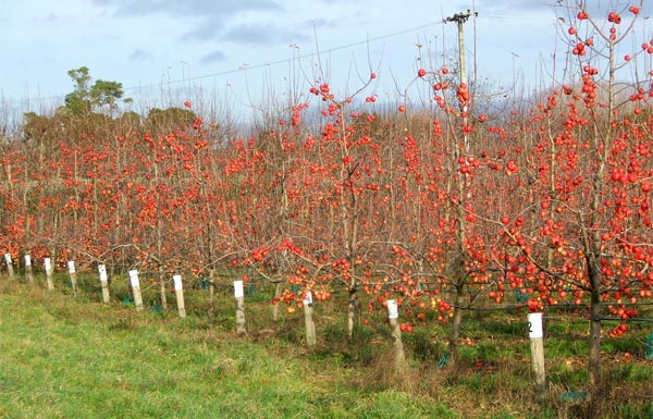  This orchard had lots of apples left on the trees. 