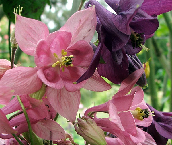  Filling the gardens so beautifully with their spiky flowers. 