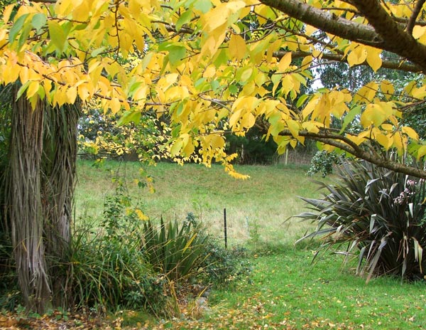  Autumn leaves again - this time on one of the Pond Paddock trees. 