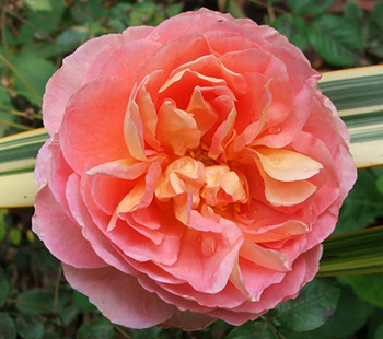  A very, very pretty English rose. 