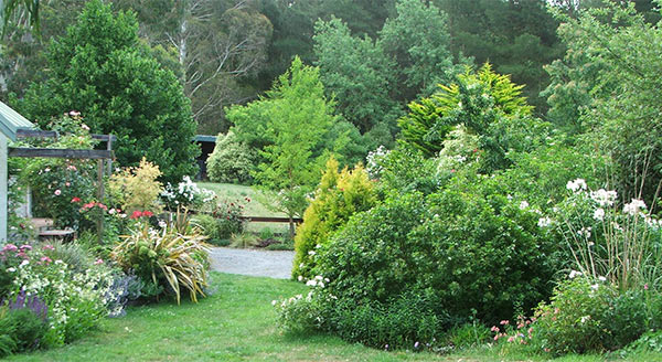  The rose Sally Holmes fills up the middle of the Island Bed. 