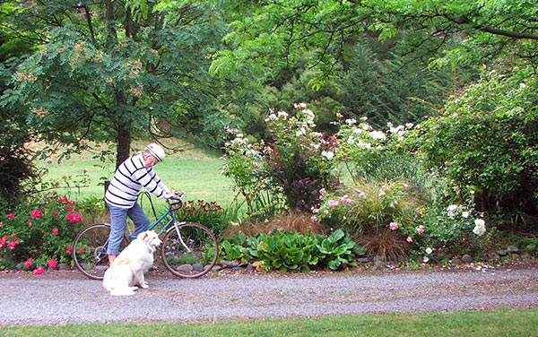  Head gardener, dog, and bicycle - this photograph was taken on a dry day. 