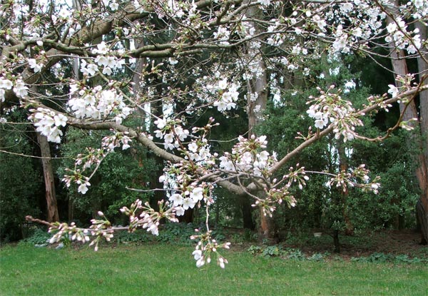  You beautiful tree! The perfect place for a garden bench... 