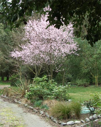  Puppy often waits by the plum tree for his morning walk. 