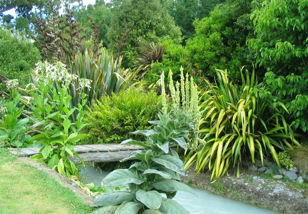  You can see the huge weedy Verbascums and the Nicotiana Sylvestris plants which grow on the edge of the water race. 