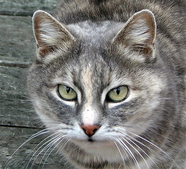  Jerome is a mature old-lady grey cat. 