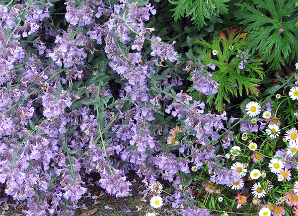  A favourite cottage garden combination - the daisy self seeds everywhere, though!. 