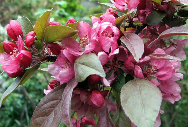 Apple Blossom Pictures