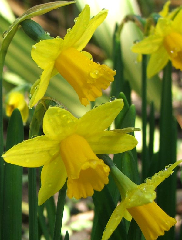  The small daffodils are always the first to flower. 