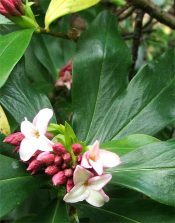  Yippee! This is the first ever photograph of Daphne on the site. What a beautiful perfume! 