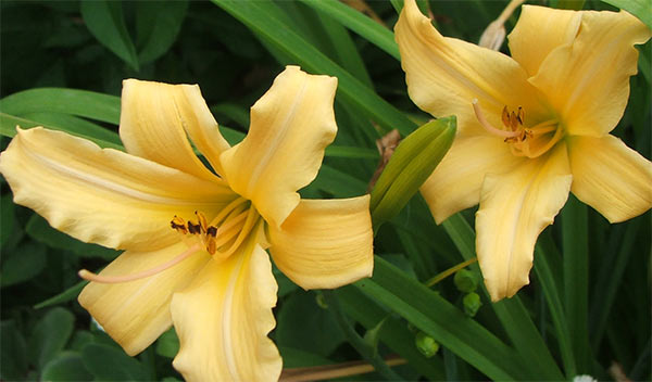 These flower right by the path to the house patio. These flower right by the path to the house patio.