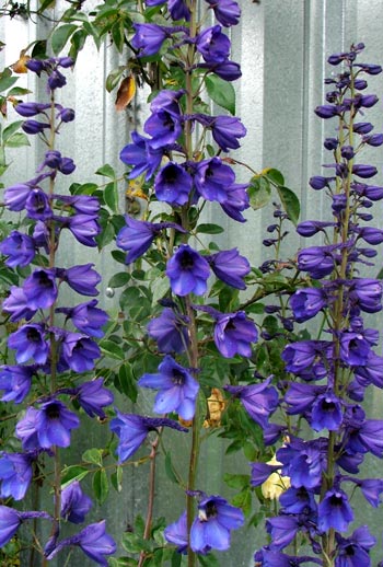  These are growing by the woodshed. 