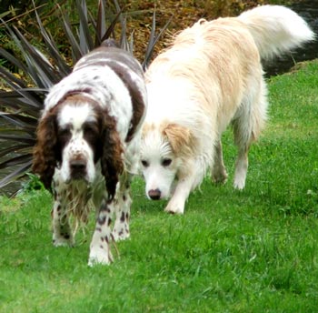  Two dog friends just hanging about. 