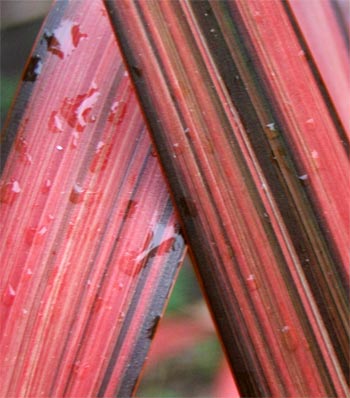  One of the plants which provide winter colour in my garden. 