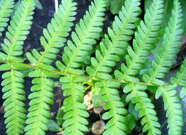  A beautiful green fern growing in the middle of Middle path. 