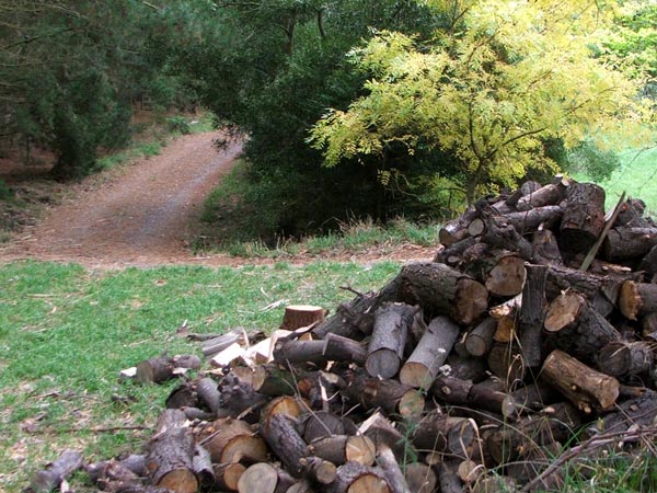  A stack of Moosey firewood ready for splitting. 