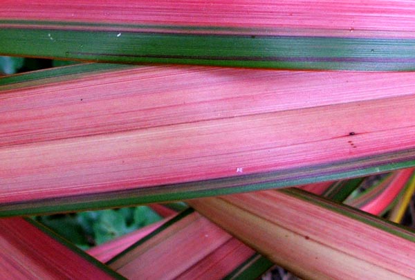  These are a beautiful rich pink colour in winter, with green stripes. 