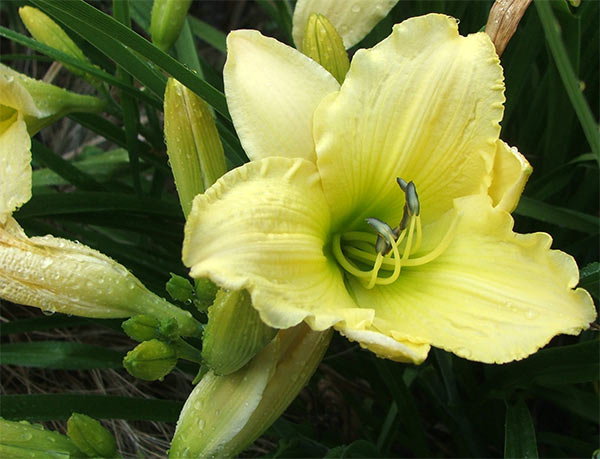  This is a large flowering daylily which lives in my Driveway Garden. 