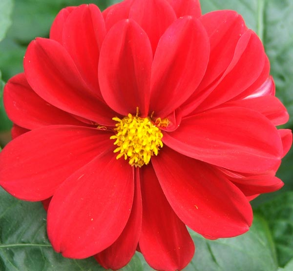 http://www.mooseyscountrygarden.com/garden-journal-05/flower-red-dahlia.jpg