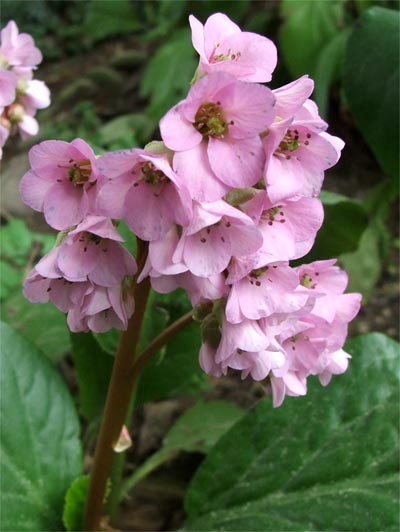  These are lovely foliage plants too. 