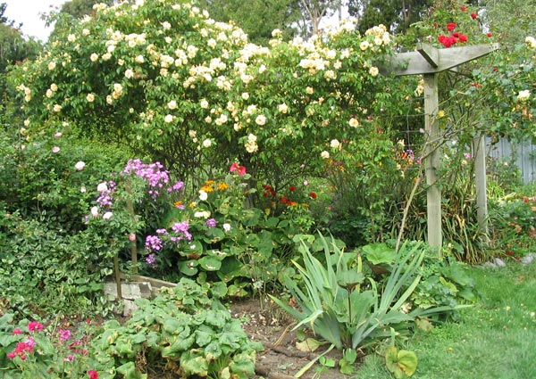  The rose Crepuscule has its second flowering in February. 