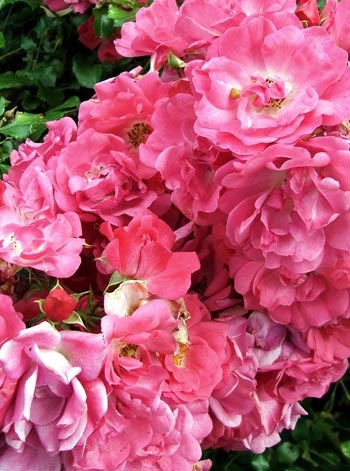  These are the lovely bright pink Flower Carpet roses, which flower late in the season. 