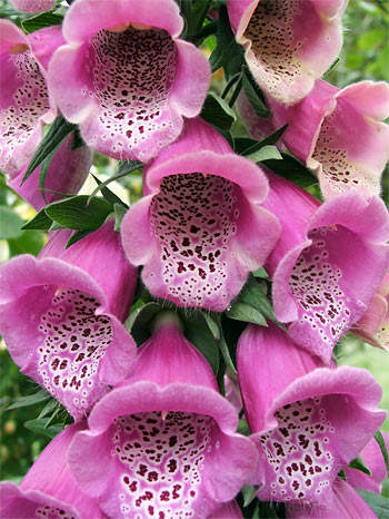  All my foxgloves are flowering. 
