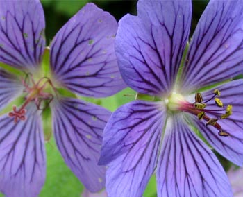  A close-up of the geraniums, to celebrate a new year with close-up button. 