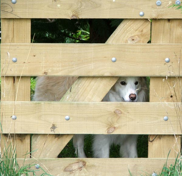  Nosing behind the Hazelnut Orchard gate. 